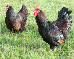 Barnevelder dorée à double liseré noir grande