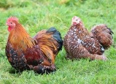 Pekin mille-fleurs rouge noire