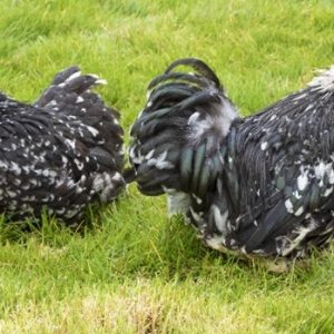 Pekin noir cailloutée blanche