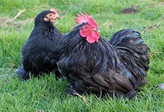 Pékin noir
