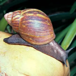 Achatina achatina