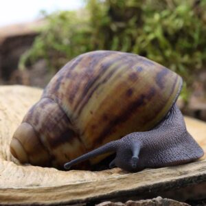 Archachatina marginata