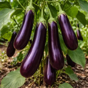 Aubergine violet