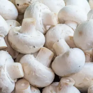 Champignon blanc
