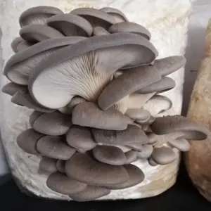 Champignon pleurote gris