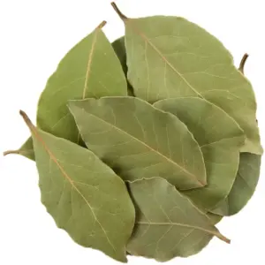 Feuille de laurier