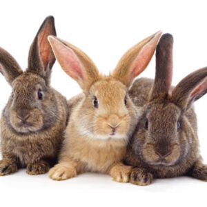 Lapins