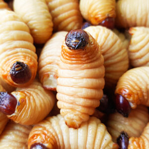 Larves de charançon rouge du palmier