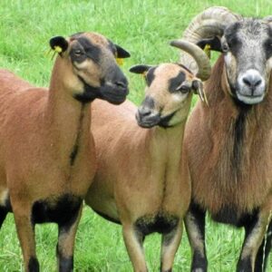 Moutons