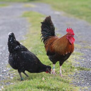 Poulet bicyclette
