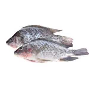 Tilapia gris