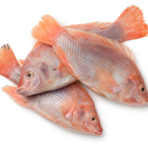 Tilapia rouge