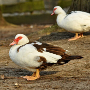 Canard