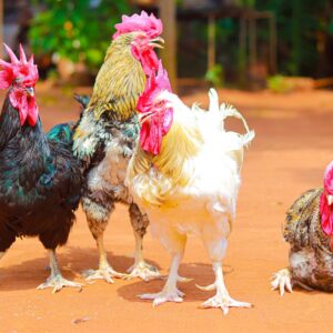 Poulet Goliath